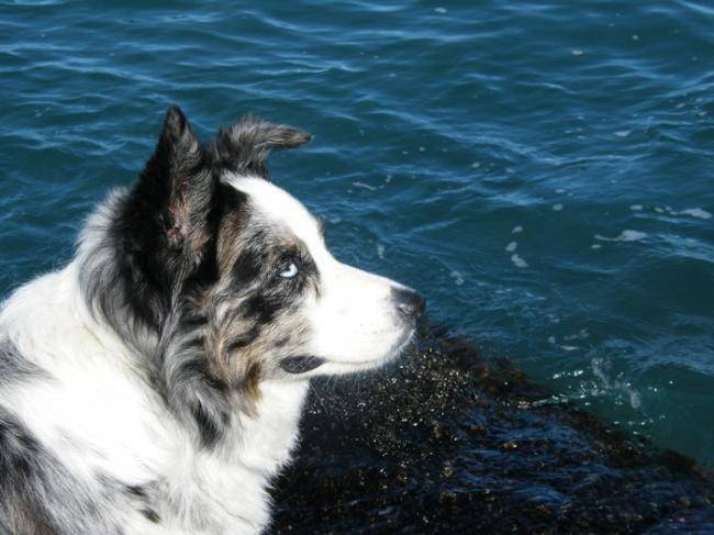 Chipie, beau portrait Berger Australien - Berger Australien