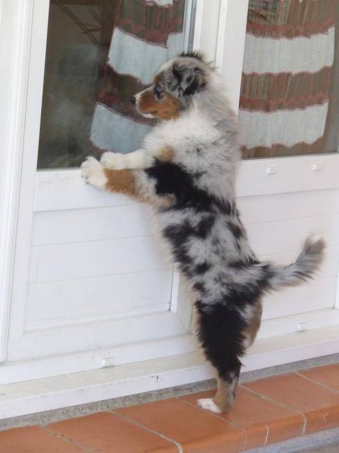 Gabin, chiot Berger Australien - Berger Australien