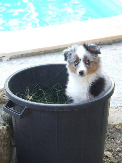 Gabin, chiot Berger Australien mâle - Berger Australien