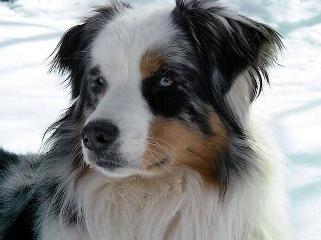 Coyote Berger Australien 21 mois - Berger Australien (1 an et 9 mois)