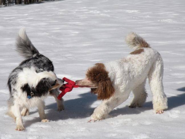 Coyote 3 ans et mois et caniche bicolore - Berger Australien (3 ans)