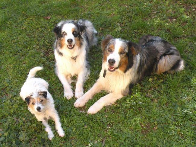 Coyote 3 ans et 8 mois, Chadow et Ellipse - Berger Australien (8 mois)