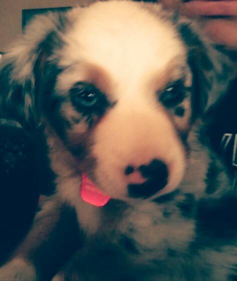 Hazel - Berger Australien (2 mois)
