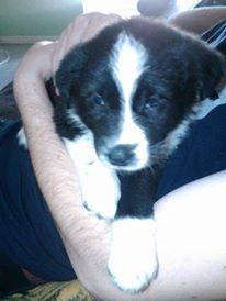 Sokka - Berger Australien Mâle (1 mois)