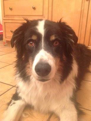 Ranger - Berger Australien Mâle (10 ans)