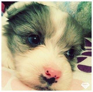 baby girl - Berger Australien (1 mois)