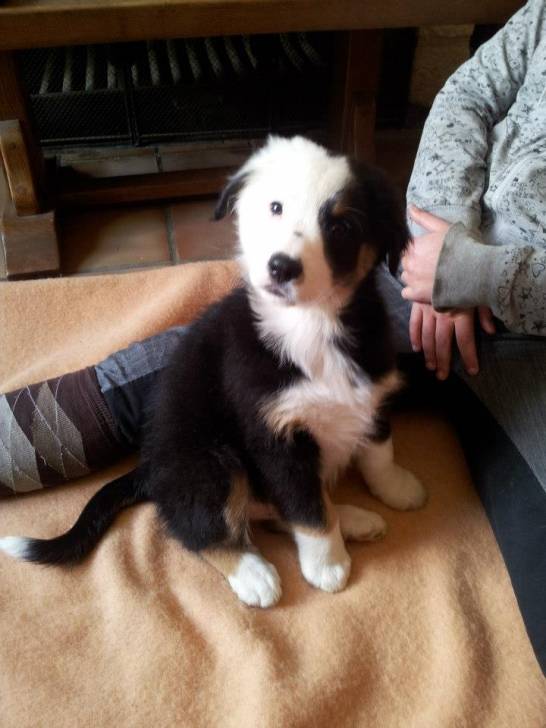 hugo - Berger Australien Mâle (3 mois)