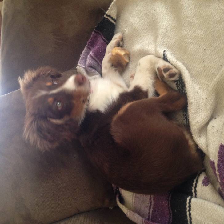 Skye - Berger Australien (2 mois)