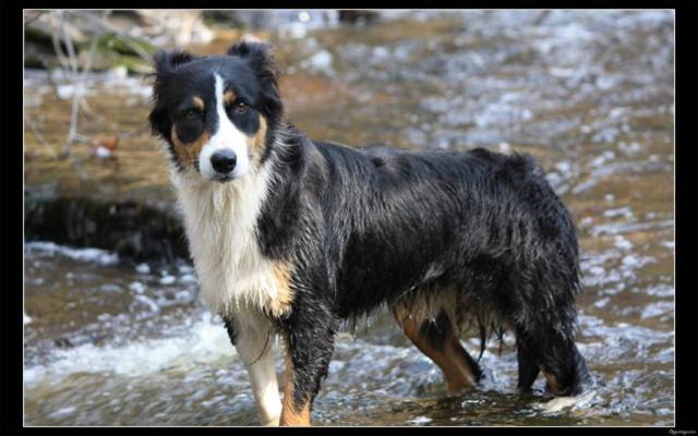 delta - Berger Australien Mâle (7 mois)