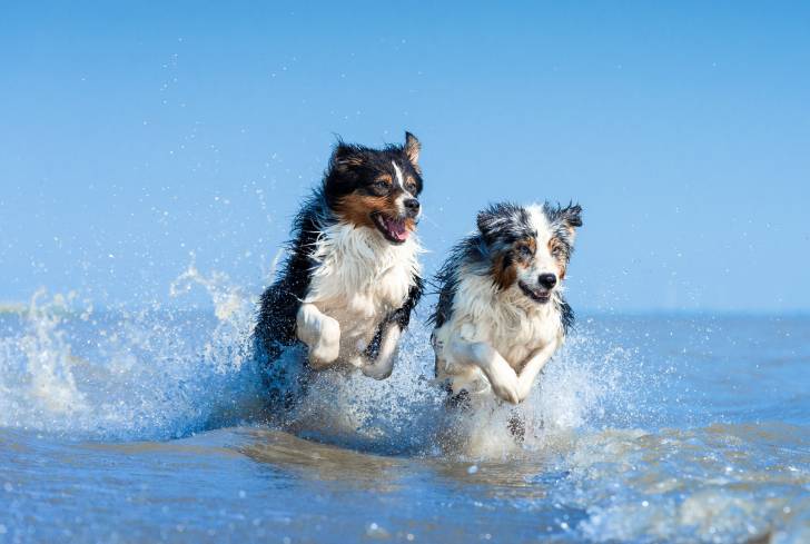 Deux Bergers Australiens courent dans les vagues