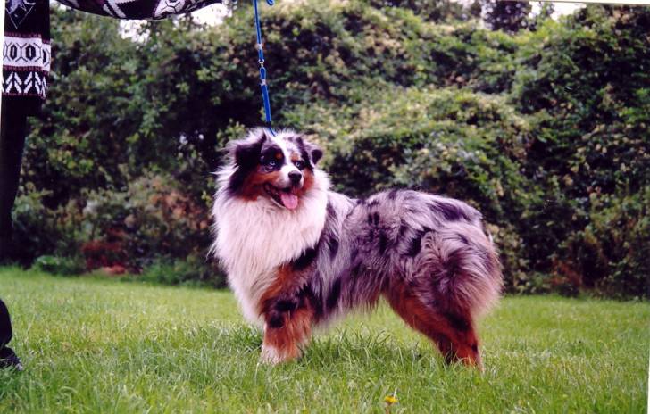 orus du val de la lysandre - Berger Australien Mâle (3 ans)
