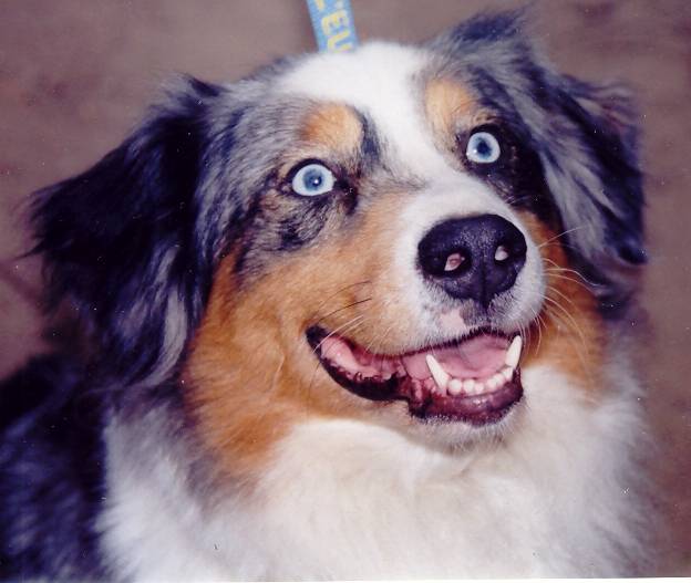 nelka du domaine d'arinella bianca - Berger Australien (5 ans)