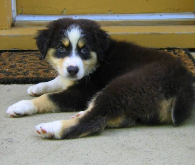 Daisy (chiots) - Berger Australien (11 mois)