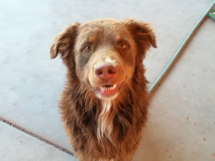 Harvey - Berger Australien Mâle (1 an)