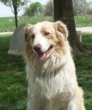 Kade - Berger Australien Mâle (4 ans)
