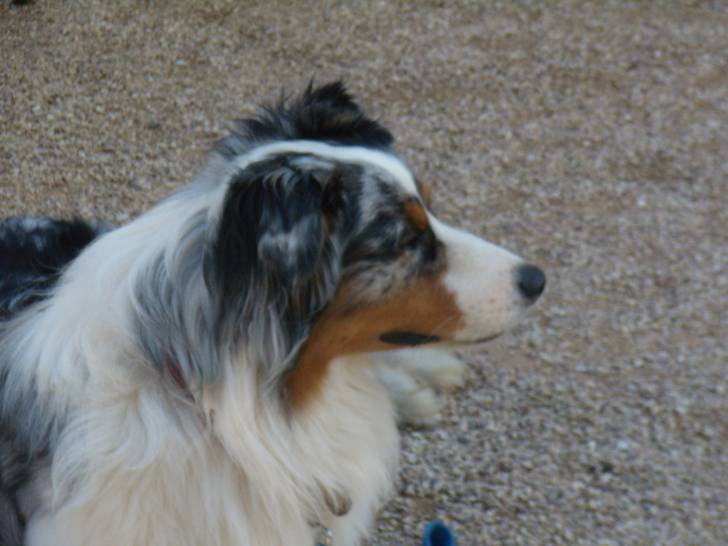 Daffy - Berger Australien Mâle (5 ans)