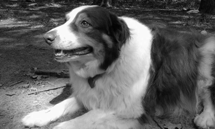 Maggie - Berger Australien (8 ans)
