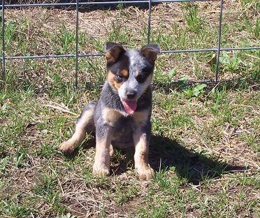 Snake - Berger Australien Mâle (9 mois)