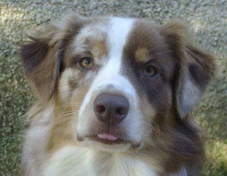wichita - Berger Australien (7 ans)