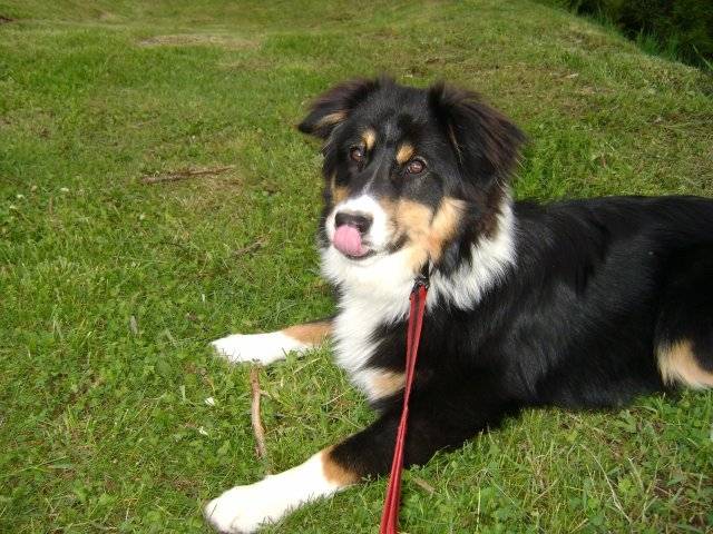diego - Berger Australien Mâle (10 mois)