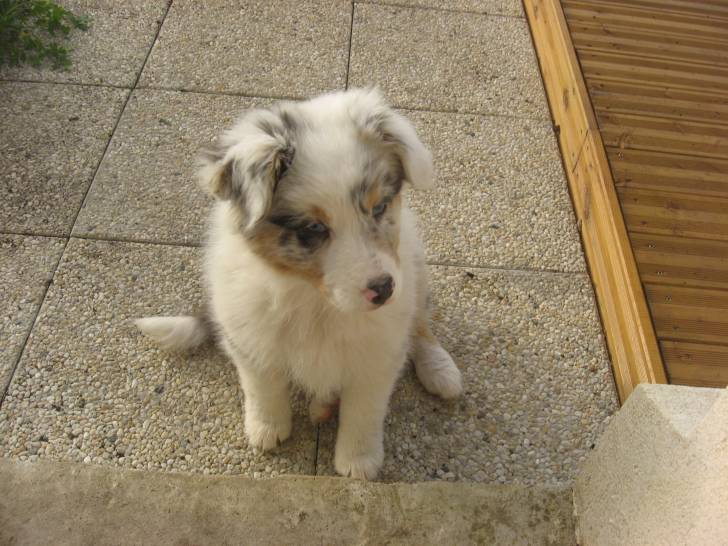 guiness - Berger Australien (6 mois)
