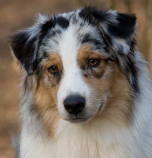 Sunny - Berger Australien (4 ans)