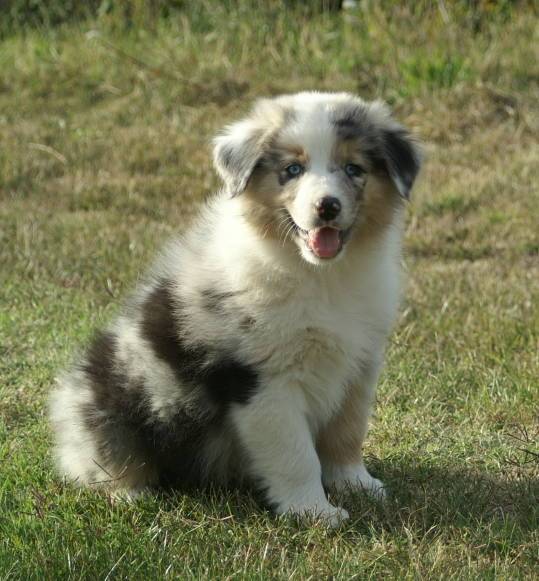 Ghost - Berger Australien (5 mois)