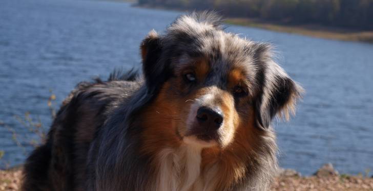 endless - Berger Australien Mâle (2 ans)