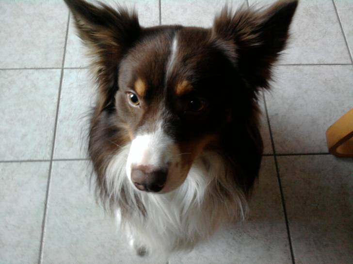 zeus - Berger Australien Mâle (3 ans)