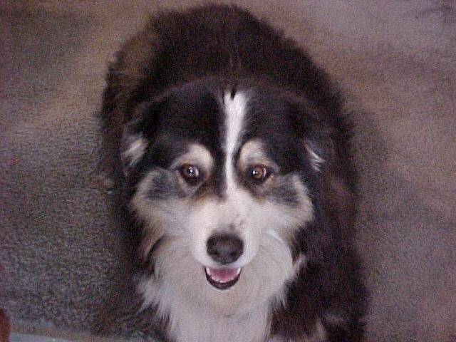 Daisy - Berger Australien (13 ans)