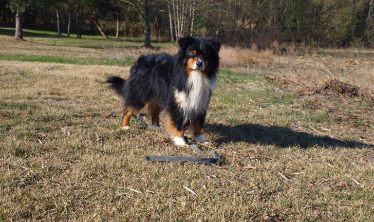 arrow - Berger Australien Mâle (7 ans)