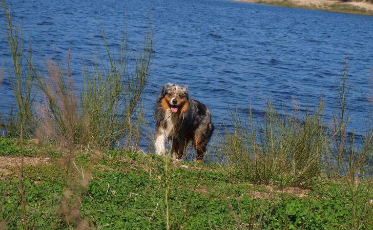 endless - Berger Australien Mâle (2 ans)