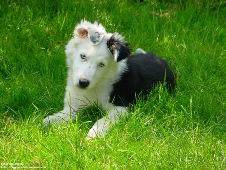 lucky - Berger Australien (7 mois)