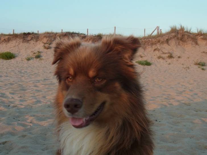 Aiko - Berger Australien Mâle (3 ans)