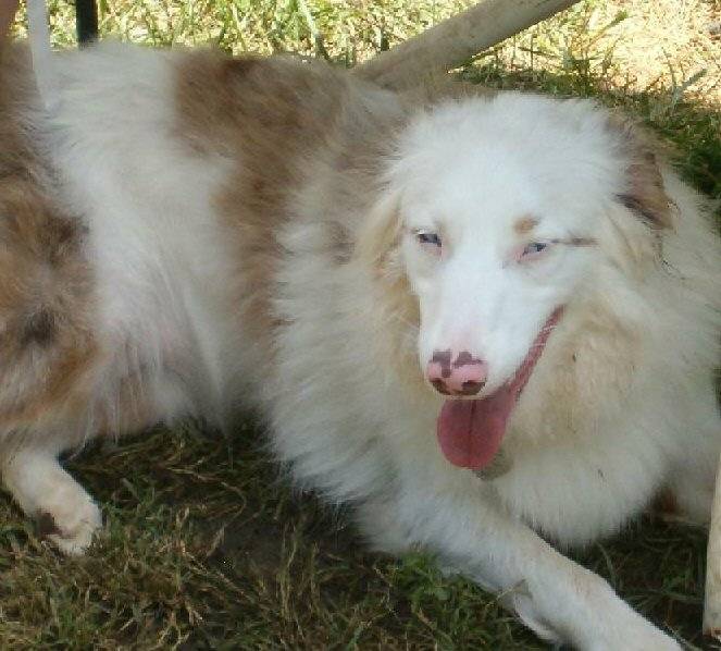 Izzabella - Berger Australien (1 an)