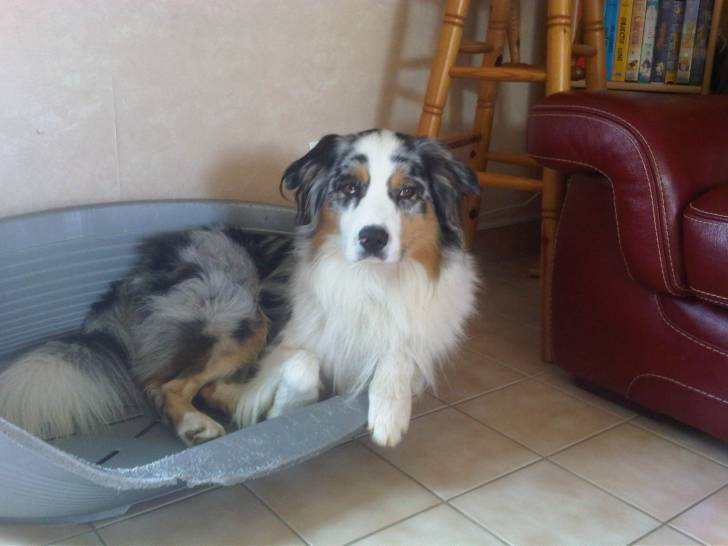 Forest - Berger Australien Mâle (2 ans)