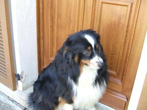 Urban - Berger Australien Mâle (4 ans)