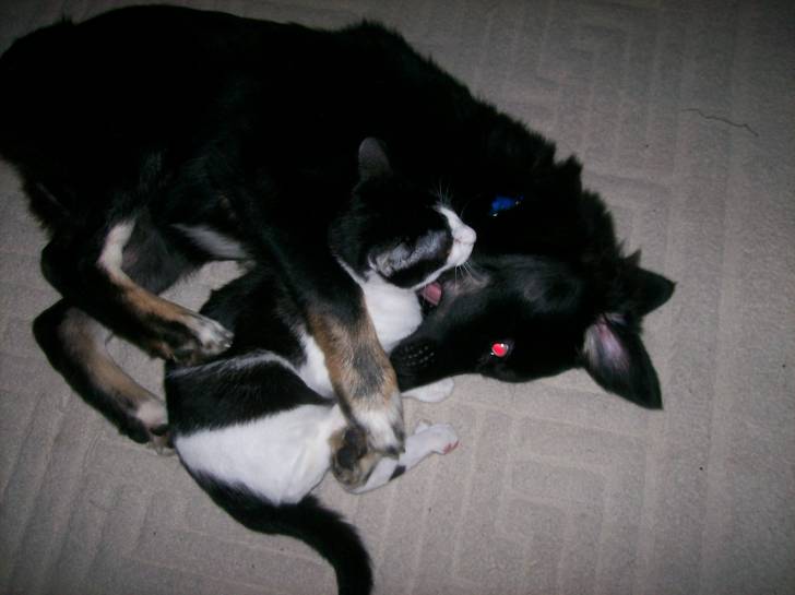 Samantha and Sparta - Berger Australien (3 ans)