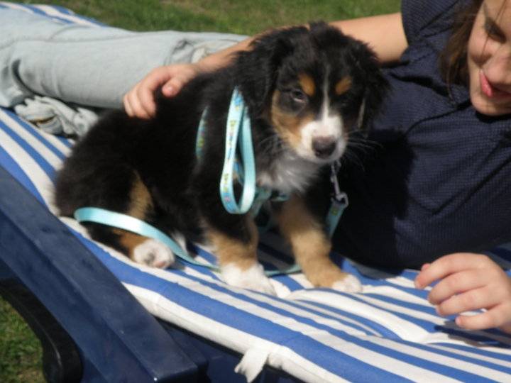Eros - Berger Australien Mâle (3 ans)