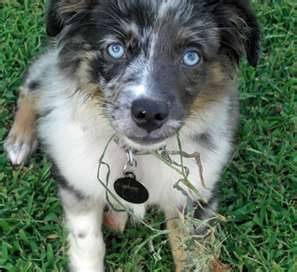 Parker - Berger Australien Mâle (2 mois)