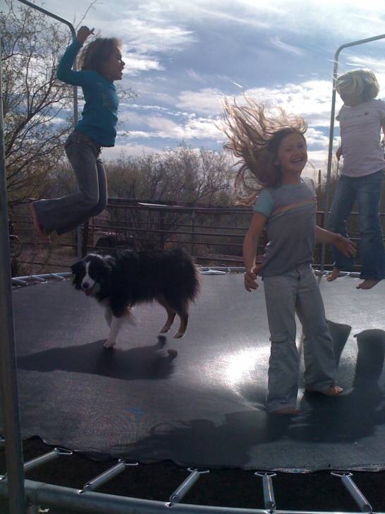 Fluffy - Berger Australien (6 ans)