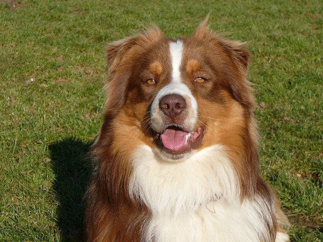 tequilla - Berger Australien (2 ans)