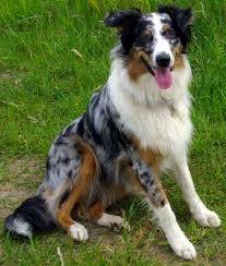 Sue - Berger Australien (3 mois)