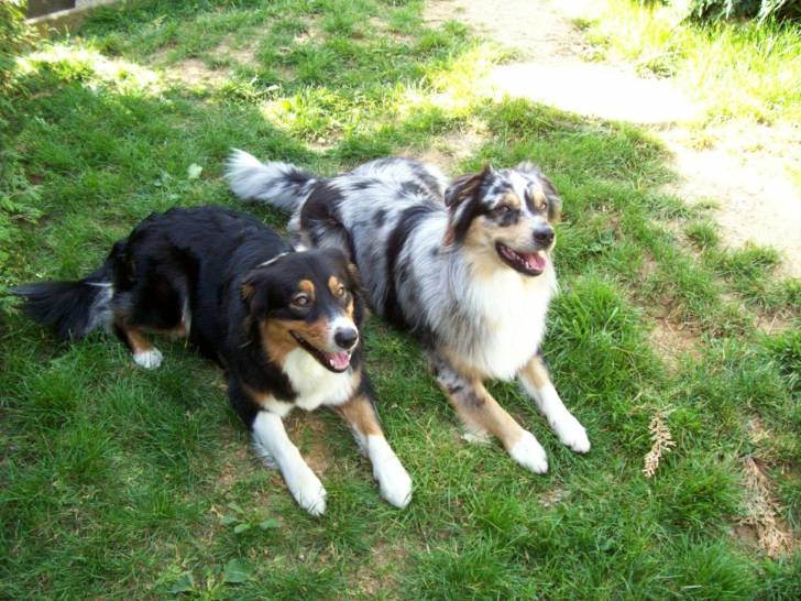 alcane et balika - Berger Australien (3 ans)