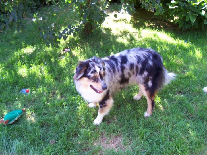 alcane - Berger Australien Mâle (2 ans)