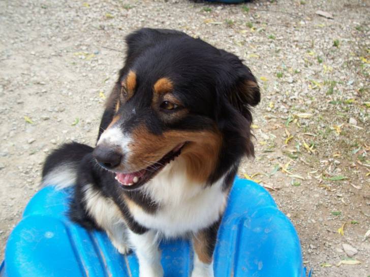 balika - Berger Australien (3 ans)