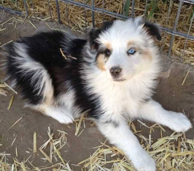 Minnow - Berger Australien (9 mois)