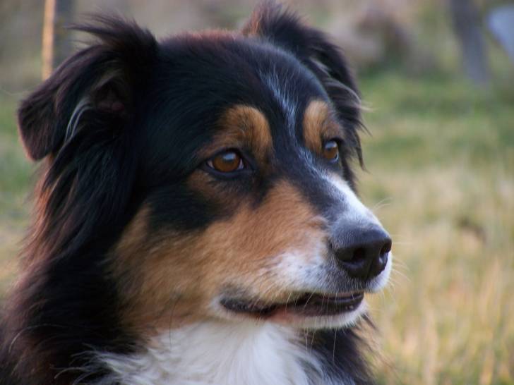 Kid - Berger Australien Mâle (6 ans)