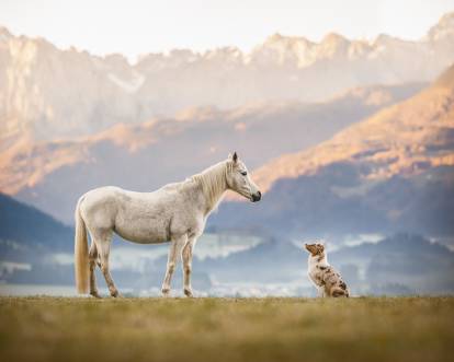 Un cheval et un Berger Australien
