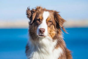 Sweat à Capuche « Berger Australien Battement De Cœur EKG » – Drôle Cadeau Pour Maman De Chien | Coupe Classique, 241 G, Design Humoristique Pour Fans De Chiens